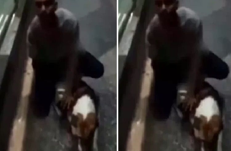 SHOCKING : ನಡು ರಸ್ತೆಯಲ್ಲೇ `ಬೀದಿ ನಾಯಿ’ ಮೇಲೆ ಅತ್ಯಾಚಾರ ಎಸಗಿದ ಕಾಮುಕ.!