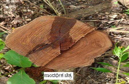 BIG NEWS: ಉತ್ತರ ಕನ್ನಡದ ಕ್ಯಾದಗಿ ವಲಯದಲ್ಲಿ ಅಕ್ರಮವಾಗಿ ಮರ ಕಡಿತಲೆ ಮಾಡುವವರಿಗೆ RFO, ವಾಚರ್ ಸಾಥ್: ಸೂಕ್ತ ಕ್ರಮಕ್ಕೆ ಒತ್ತಾಯ