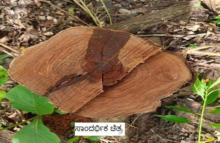 BIG NEWS: ಉತ್ತರ ಕನ್ನಡದ ಕ್ಯಾದಗಿ ವಲಯದಲ್ಲಿ ಅಕ್ರಮವಾಗಿ ಮರ ಕಡಿತಲೆ ಮಾಡುವವರಿಗೆ RFO, ವಾಚರ್ ಸಾಥ್: ಸೂಕ್ತ ಕ್ರಮಕ್ಕೆ ಒತ್ತಾಯ