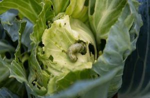 ಪೋಷಕರೇ ಎಚ್ಚರ ; ಬೀದಿ ಬದಿ ‘ಫಾಸ್ಟ್ ಫುಡ್’ ತಿಂದು ಮೆದುಳು ಸೋಂಕಿನಿಂದ ವಿದ್ಯಾರ್ಥಿನಿ ಸಾವು!