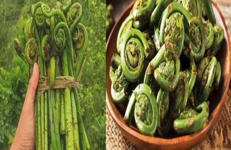 ಚಿಕನ್, ಮಟನ್ ಅಲ್ಲ, ಪ್ರಪಂಚದಲ್ಲೇ ಅತ್ಯಂತ ಶಕ್ತಿಶಾಲಿ ತರಕಾರಿ.! ತಿಂದ್ರೋ ಅದ್ಭುತ!