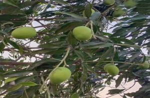 ರೈತರೇ ಗಮನಿಸಿ ; ಜನವರಿಯಲ್ಲಿ ಹೀಗೆ ಮಾಡಿದ್ರೆ ಮಾವಿನ ಮರಗಳ ಇಳುವರಿ ದುಪ್ಪಟ್ಟಾಗುತ್ತೆ!