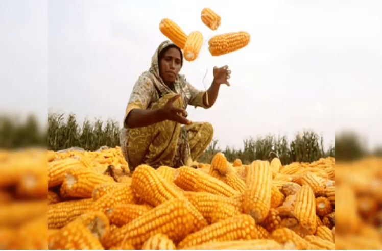 ರೈತರಿಗೆ ಸಿಹಿ ಸುದ್ದಿ : ಪ್ರತಿ ಕ್ವಿಂಟಲ್ ಮೆಕ್ಕೆಜೋಳಕ್ಕೆ 250 ಸಹಾಯಧನ, 2150 ಬೆಂಬಲ ಬೆಲೆ ಘೋಷಿಸಿದ ರಾಜ್ಯ ಸರ್ಕಾರ!