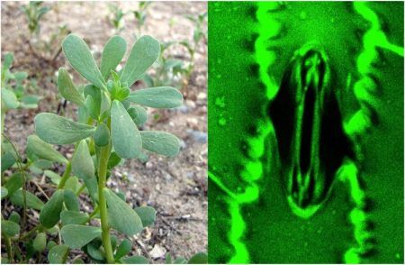 Watch Video : ‘ಸಸ್ಯಗಳು ಹೇಗೆ ಉಸಿರಾಡುತ್ವೆ ಗೊತ್ತಾ? ವಿಜ್ಞಾನಿಗಳಿಂದ ಅದ್ಭುತ ವಿಡಿಯೋ ಬಿಡುಗಡೆ!