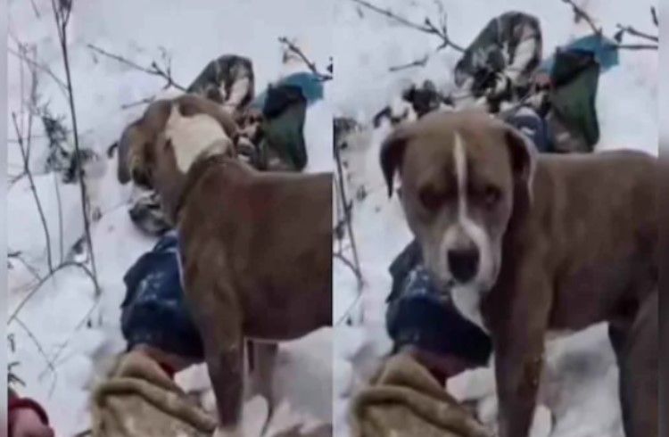 ಹಿಮದಲ್ಲೂ ನಿಷ್ಠೆ ಕರಗ್ಲಿಲ್ಲ, 4 ದಿನಗಳ ಕಾಲ ತನ್ನ ಮಾಲೀಕನ ಶವ ರಕ್ಷಿಸಿದ ನಾಯಿ, ಹೃದಯ ವಿದ್ರಾವಕ ವಿಡಿಯೋ ವೈರಲ್