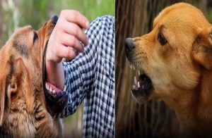 ALERT : `ರೇಬೀಸ್’ ಸಾವುಗಳಲ್ಲಿ ವಿಶ್ವದಲ್ಲೇ ಭಾರತ ಅಗ್ರಸ್ಥಾನ : ನಾಯಿ ಕಚ್ಚಿದರೆ ತಕ್ಷಣ ಹೀಗೆ ಮಾಡಿ ನಿಮ್ಮ ಜೀವ ಉಳಿಯುತ್ತದೆ..!