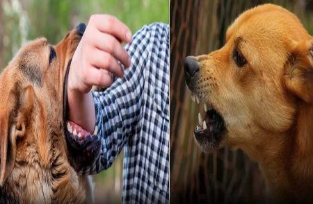 ALERT : `ರೇಬೀಸ್’ ಸಾವುಗಳಲ್ಲಿ ವಿಶ್ವದಲ್ಲೇ ಭಾರತ ಅಗ್ರಸ್ಥಾನ : ನಾಯಿ ಕಚ್ಚಿದರೆ ತಕ್ಷಣ ಹೀಗೆ ಮಾಡಿ ನಿಮ್ಮ ಜೀವ ಉಳಿಯುತ್ತದೆ..!