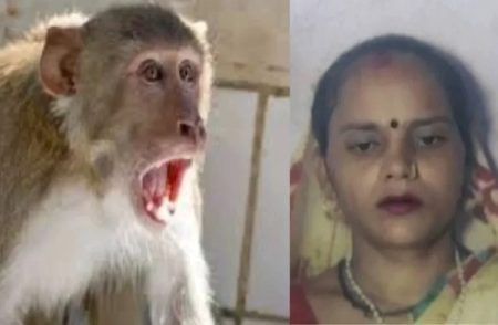 SHOCKING : `ಕೋತಿ ಗ್ಯಾಂಗ್’ ದಾಳಿಗೆ ಮಹಿಳೆ ಬಲಿ : `ಟರೇಸ್’ ಮೇಲಿಂದ ಬಿದ್ದು ದುರಂತ ಸಾವು.!