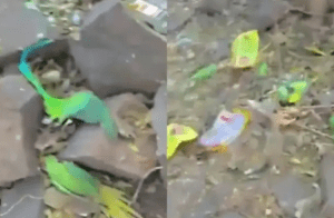 Shocking: ಮಧ್ಯಪ್ರದೇಶದಲ್ಲಿ ವಿಷಾಹಾರ ಸೇವನೆಯಿಂದ 200 ಗಿಳಿಗಳ ಸಾವು