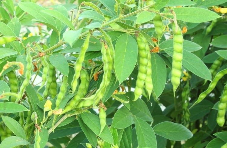 ‘ಮೂಲವ್ಯಾಧಿ’ ಇದ್ಯಾ? ಈ ‘ಎಲೆ’ ಅಗಿಯಿರಿ, ನಿಮ್ಮ ಜೀವನದಲ್ಲಿ ಈ ಸಮಸ್ಯೆ ಮತ್ತೆಂದೂ ಬರೋದಿಲ್ಲ!