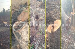 ಸಾಗರದ ಉಳ್ಳೂರಲ್ಲಿ ‘ಮರಗಳ ಮಾರಣಹೋಮ’: ಕಣ್ಣುಚ್ಚಿ ಕುಳಿತ ‘ಅರಣ್ಯ ಇಲಾಖೆ’