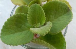 ಈ ಗಿಡದ ಎಲೆಯಲ್ಲಿದೆ 100 ಕ್ಕೂ ಹೆಚ್ಚು ರೋಗಗಳನ್ನು ಓಡಿಸುವ ಶಕ್ತಿ !