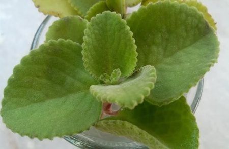 ಹಲವು ರೋಗಗಳನ್ನು ಓಡಿಸುವ ಬ್ರಹ್ಮಾಸ್ತ್ರ ಈ ಸಸ್ಯ ; ಬೆಳಿಗ್ಗೆ ಹೀಗೆ ಮಾಡಿದ್ರೆ..!!