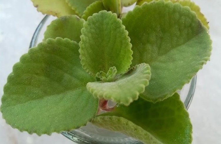 ಹಲವು ರೋಗಗಳನ್ನು ಓಡಿಸುವ ಬ್ರಹ್ಮಾಸ್ತ್ರ ಈ ಸಸ್ಯ ; ಬೆಳಿಗ್ಗೆ ಹೀಗೆ ಮಾಡಿದ್ರೆ..!!