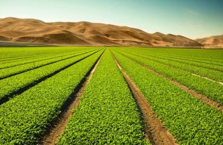 ಚೀನಾದ ವಿಜ್ಞಾನಿಗಳು ಅದ್ಭುತ ಅವಿಷ್ಕಾರ ; ಈಗ, ಬಂಜರು ಭೂಮಿಯೂ ಹಸಿರಾಗುತ್ತೆ!