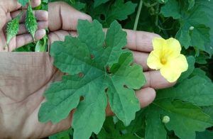 ಈ ಎಲೆಗಳನ್ನು ಕಡಿಮೆ ಅಂದಾಜು ಮಾಡಬೇಡಿ : ಇವು ಮಧುಮೇಹ ಸೇರಿ ಹಲವು ಸಮಸ್ಯೆಗಳಿಗೆ ರಾಮಬಾಣ !