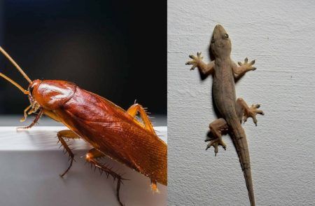 ನಿಮ್ಮ ಮನೆಯಲ್ಲಿರುವ `ಜಿರಳೆ, ಹಲ್ಲಿ, ಇರುವೆ’ಗಳನ್ನು ಜಸ್ಟ್ 1 ರೂ.ಖರ್ಚಿನಿಂದ ಓಡಿಸಬಹುದು.!