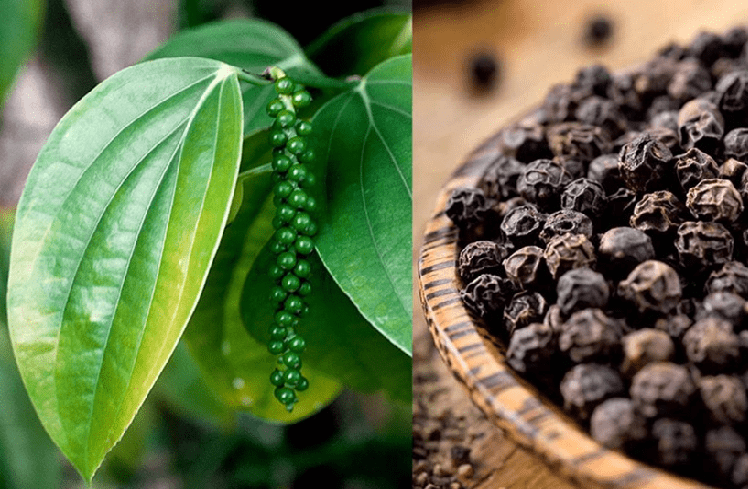 ಕಾಳು ಮೆಣಸು-ಸಂಬಾರು ಉತ್ಪನ್ನಗಳ ಮೌಲ್ಯವರ್ಧನೆ ಕುರಿತು ತರಬೇತಿ