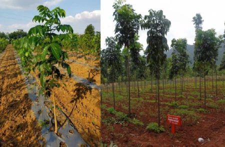 ರೈತರ ಪಾಲಿನ ‘ಹಸಿರು ಚಿನ್ನ’ : ಕೋಟಿ ಕೋಟಿ ಲಾಭ ತಂದುಕೊಡುತ್ತೆ ಈ ಕಲ್ಪವೃಕ್ಷ !