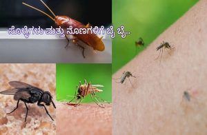 ಗಮನಿಸಿ : ನಿಮ್ಮ ಮನೆಯಲ್ಲಿ ನೊಣ, ಸೊಳ್ಳೆಗಳು ಹೆಚ್ಚಿವೆಯೇ? ಜಸ್ಟ್ ಹೀಗೆ ಮಾಡಿ ಒಂದೂ ಇರಲ್ಲ