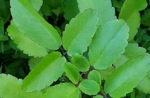 ಈ ಒಂದೇ ಎಲೆ 100 ರೋಗಗಳಿಗೆ ಔಷಧಿ ; ಮನೆಯಲ್ಲಿದ್ರೆ ವೈದ್ಯರೇ ಬೇಕಾಗಿಲ್ಲ!