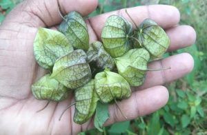 ಇವು ಸಿಕ್ರೆ ಬಿಡ್ಲೇಬೇಡಿ, ಅನೇಕಾನೇಕ ಪ್ರಯೋಜನಾ ; ನಿಮ್ಮ ಪ್ರದೇಶಗಳಲ್ಲಿ ಇದಕ್ಕೇನು ಹೆಸರಿದೆ.?