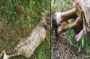 SHOCKING : ಮೇಕೆಯನ್ನು ನುಂಗಿದ ಬೃಹತ್ ಹೆಬ್ಬಾವು : ಆಘಾತಕಾರಿ ವಿಡಿಯೋ ವೈರಲ್ | WATCH VIDEO