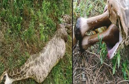 SHOCKING : ಮೇಕೆಯನ್ನು ನುಂಗಿದ ಬೃಹತ್ ಹೆಬ್ಬಾವು : ಆಘಾತಕಾರಿ ವಿಡಿಯೋ ವೈರಲ್ | WATCH VIDEO