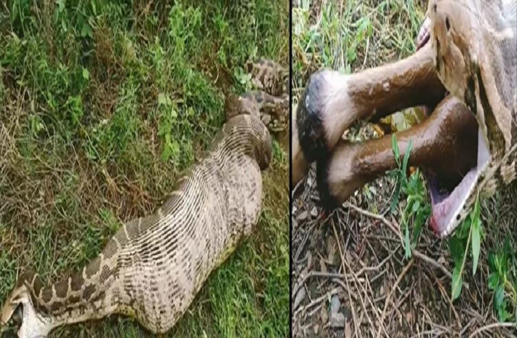 SHOCKING : ಮೇಕೆಯನ್ನು ನುಂಗಿದ ಬೃಹತ್ ಹೆಬ್ಬಾವು : ಆಘಾತಕಾರಿ ವಿಡಿಯೋ ವೈರಲ್ | WATCH VIDEO