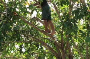 SHOCKING : ಮರ ಹತ್ತಿ ಸೊಪ್ಪು ಕಡಿಯುತ್ತಿರುವಾಗ ರಂಬೆ ಮರ್ಮಾಂಗಕ್ಕೆ ತಗುಲಿ ವ್ಯಕ್ತಿ ಸಾವು !