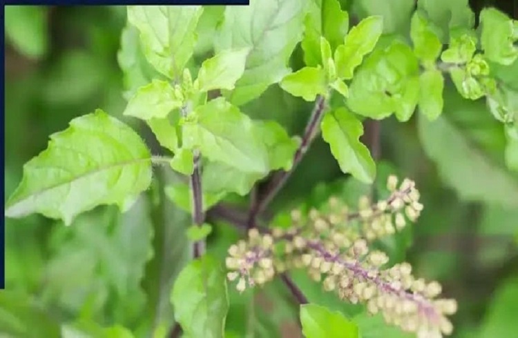 95 ರೋಗಗಳನ್ನು ಮೂಲದಿಂದಲೇ ನಿವಾರಿಸುತ್ತೆ ತುಳಸಿ : ಜಸ್ಟ್ 7 ದಿನಗಳವರೆಗೆ ಸೇವಿಸಿ !