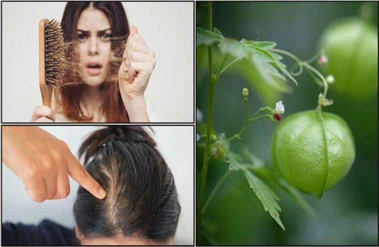 ಹೊಸ ಕೂದಲಿನ ವೇಗವಾಗಿ ಬೆಳವಣಿಗೆಯನ್ನು ಉತ್ತೇಜಿಸಲು ಈ ಹೇರ್ ಪ್ಯಾಕ್ ಅನ್ನು ಪ್ರಯತ್ನಿಸಿ!