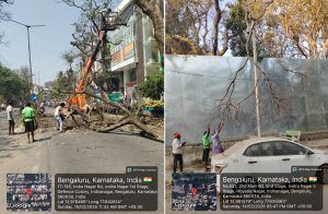 ಬೆಂಗಳೂರಲ್ಲಿ ಅಪಾಯಕಾರಿ ಒಣಗಿದ ಮರ, ರೆಂಬೆ-ಕೊಂಬೆಗಳನ್ನು ತೆರವು