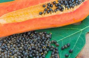 ‘ಪಪ್ಪಾಯಿ ಬೀಜ’ಗಳನ್ನು ಎಸೆಯುವ ಮುನ್ನ ಈ ಸುದ್ದಿ ಓದಿ: ಸಣ್ಣ ಬೀಜದಲ್ಲಿ ಅಡಗಿಗೆ ನಿಮ್ಮ ಆರೋಗ್ಯದ ಗುಟ್ಟು!