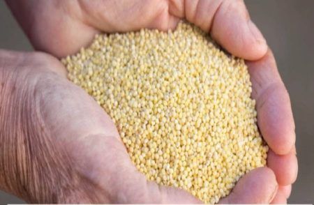 ಅನ್ನದ ಬದಲು ಇವುಗಳನ್ನು ತಿನ್ನುವುದರಿಂದ ಕಡಿಮೆಯಾಗಲಿದೆ `ಶುಗರ್’ : ಮಧುಮೇಹಿಗಳಿಗೆ ಈ ಧಾನ್ಯಗಳು ಜೀವರಕ್ಷಕ !