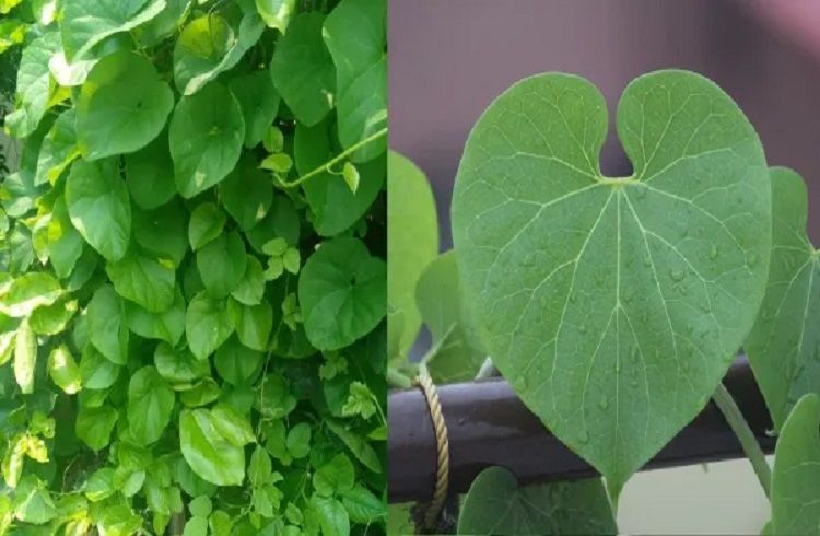 ಗಮನಿಸಿ : ಬಿಪಿ, ಶುಗರ್ ಹಾಗೂ ಲಿವರ್ ಸಮಸ್ಯೆಗಳಿಗೆ ರಾಮಬಾಣ ಈ ಬಳ್ಳಿ!