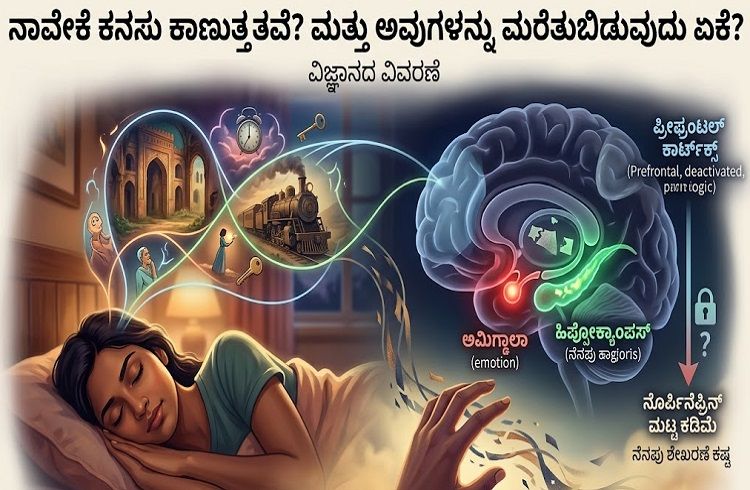 ನಮಗೇಕೆ ಕನಸುಗಳು ಬೀಳುತ್ತವೆ? ಎಚ್ಚರವಾದ ತಕ್ಷಣ ಅವು ಮರೆತುಹೋಗುವುದು ಏಕೆ ಗೊತ್ತಾ?