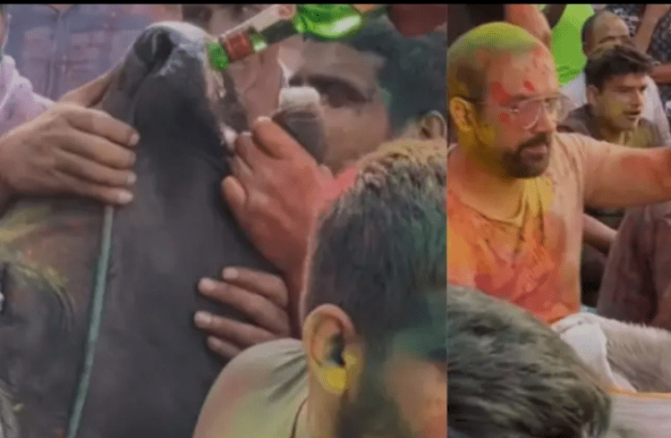 Shocking: ಹೋಳಿ ಸಂಭ್ರಮದಲ್ಲಿ ಮೃಗೀಯ ವರ್ತನೆ: ಗೋಮಾತೆಗೆ ಬಲವಂತವಾಗಿ ಮದ್ಯ ಕುಡಿಸಿದ ಪಾಪಿಗಳು!