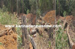 BIG NEWS: ಸಾಗರದ ಲಿಂಗದಹಳ್ಳಿ ಬಳಿಯಲ್ಲಿ ‘ಲೇಔಟ್’ ಹೆಸರಲ್ಲಿ ‘ಮರಗಳ ಮಾರಣಹೋಮ’