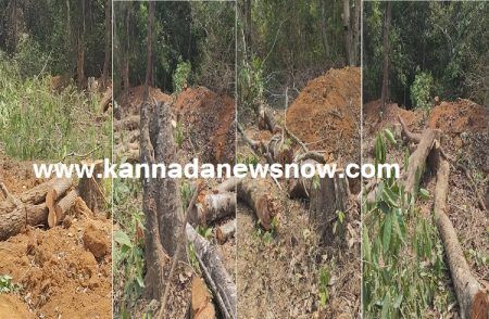BIG NEWS: ಸಾಗರದ ಲಿಂಗದಹಳ್ಳಿ ಬಳಿಯಲ್ಲಿ ‘ಲೇಔಟ್’ ಹೆಸರಲ್ಲಿ ‘ಮರಗಳ ಮಾರಣಹೋಮ’