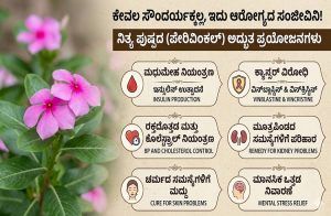 ಇದು ಸಾಮಾನ್ಯವಾದ ಹೂವಲ್ಲ : `ಬಿಪಿ, ಶುಗರ್, ಕ್ಯಾನ್ಸರ್, ಹೃದ್ರೋಗ’ಗಳನ್ನು ನಿಯಂತ್ರಣದಲ್ಲಿಡುವ ಸಂಜೀವಿನಿ !