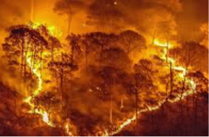 BREAKING : ಬಿಳಿಗಿರಿ ರಂಗನಬೆಟ್ಟ ಹುಲಿ ಸಂರಕ್ಷಿತಾರಣ್ಯ ಪ್ರದೇಶದಲ್ಲಿ ಕಾಡ್ಗಿಚ್ಚು : 60 ಎಕರೆ ಅರಣ್ಯ ಪ್ರದೇಶ ಬೆಂಕಿಗಾಹುತಿ!