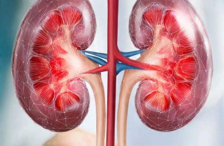 ನಿಮ್ಮ ಮೂತ್ರಪಿಂಡಗಳ ಆರೋಗ್ಯ ನಿಮ್ಮ ಕೈಯಲ್ಲಿದೆ: ಕಿಡ್ನಿ ರಕ್ಷಣೆಗೆ ಇಲ್ಲಿವೆ ಸರಳ ಮತ್ತು ನೈಸರ್ಗಿಕ ಸೂತ್ರಗಳು!