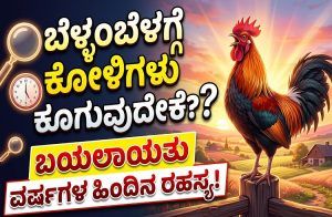 ಬೆಳ್ಳಂಬೆಳಗ್ಗೆ ಕೋಳಿಗಳು ಕೂಗುವುದೇಕೆ? ಬಯಲಾಯಿತು ವರ್ಷಗಳ ಹಿಂದಿನ ರಹಸ್ಯ!