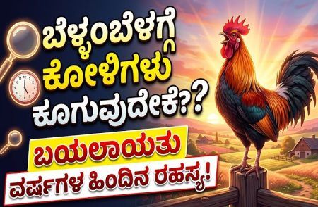 ಬೆಳ್ಳಂಬೆಳಗ್ಗೆ ಕೋಳಿಗಳು ಕೂಗುವುದೇಕೆ? ಬಯಲಾಯಿತು ವರ್ಷಗಳ ಹಿಂದಿನ ರಹಸ್ಯ!