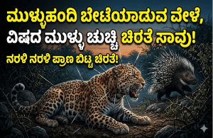 BREAKING : ಚಾಮರಾಜನಗರದಲ್ಲಿ ಮುಳ್ಳುಹಂದಿ ಬೇಟೆಯಾಡುವ ವೇಳೆ, ವಿಷದ ಮುಳ್ಳು ಚುಚ್ಚಿ ಚಿರತೆ ಸಾವು!