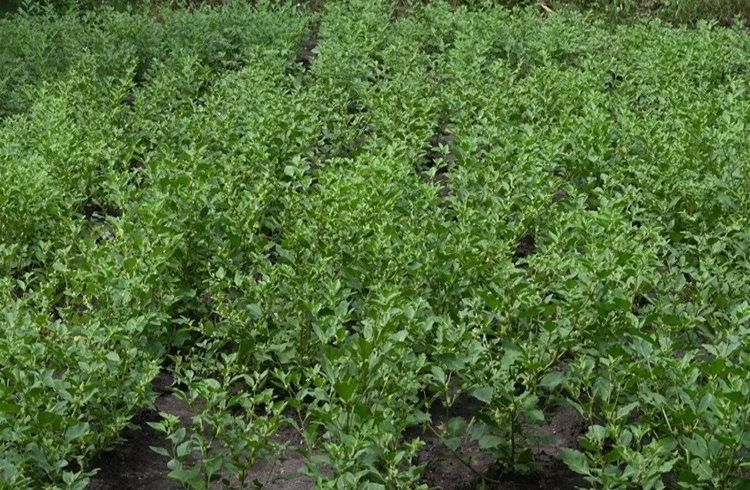 ರೈತರೇ ‘ಅಶ್ವಗಂಧ’ ಬೆಳೆ ಬೆಳೆದ್ರೆ ನಿಮಗೆ ಕಡಿಮೆ ಖರ್ಚಿನಲ್ಲಿ ಲಕ್ಷಾಂತರ ರೂಪಾಯಿ ಲಾಭ!