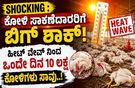 SHOCKING : ಕೋಳಿ ಸಾಕಣೆದಾರರಿಗೆ ಬಿಗ್ ಶಾಕ್ : ಹೀಟ್ ವೇವ್ ನಿಂದ ಒಂದೇ ದಿನ 10 ಲಕ್ಷ ಕೋಳಿಗಳು ಸಾವು.!