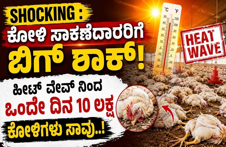 SHOCKING : ಕೋಳಿ ಸಾಕಣೆದಾರರಿಗೆ ಬಿಗ್ ಶಾಕ್ : ಹೀಟ್ ವೇವ್ ನಿಂದ ಒಂದೇ ದಿನ 10 ಲಕ್ಷ ಕೋಳಿಗಳು ಸಾವು.!