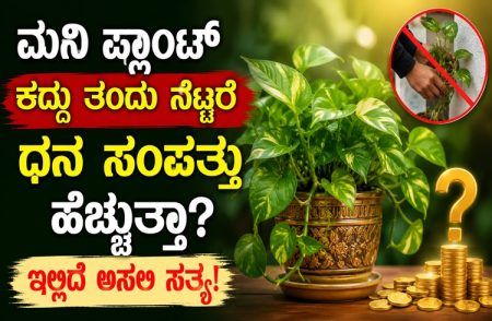 ಮನಿ ಪ್ಲಾಂಟ್ ಕದ್ದು ತಂದು ನೆಟ್ಟರೆ ಧನ ಸಂಪತ್ತು ಹೆಚ್ಚುತ್ತಾ? ಇಲ್ಲಿದೆ ಅಸಲಿ ಸತ್ಯ!